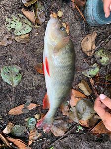 European Perch