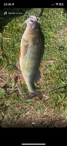 European Perch