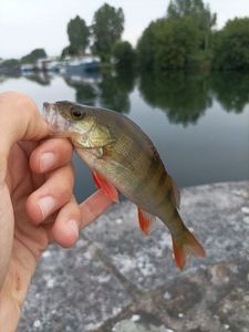 European Perch