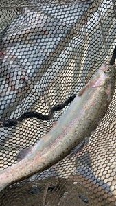 Rainbow Trout