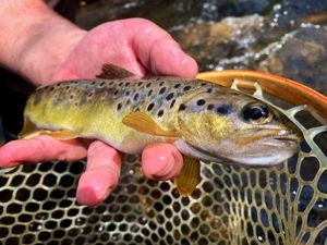 Brown Trout