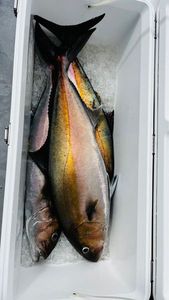 Greater Amberjack