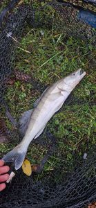 Zander