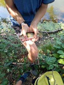 Largemouth Bass