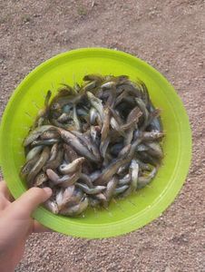 Friture 