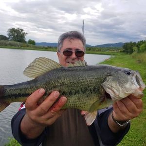 Largemouth Bass