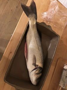 European Bass (Seabass)