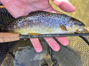 Brown Trout