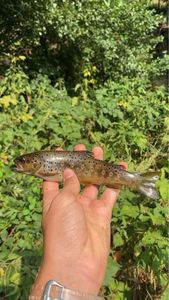Brown Trout