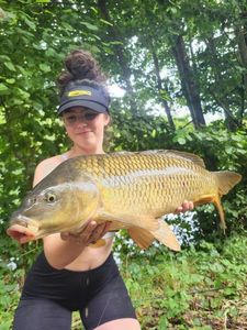 Common Carp