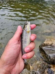 Brown Trout
