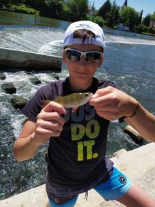 European Perch