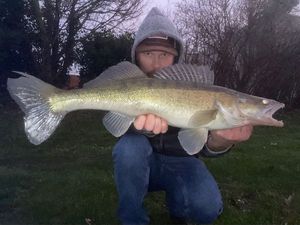 Zander