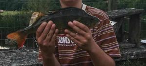 European Perch