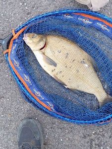Common Bream