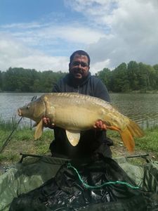Mirror Carp