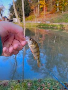 European Perch