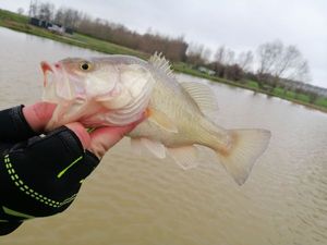 Largemouth Bass
