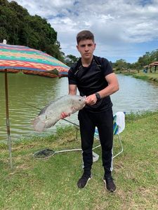 Tilapia