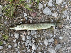 Northern Pike