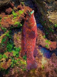 Ballan Wrasse