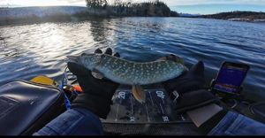 Northern Pike