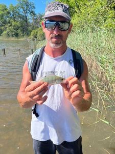 European Perch