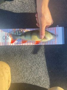 European Perch