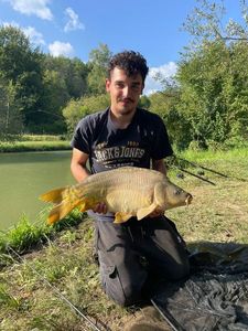 Mirror Carp