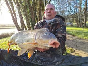 Common Carp
