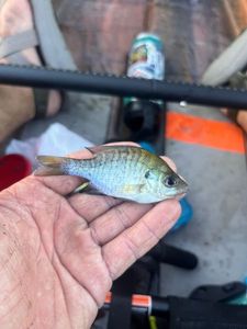 Bluegill