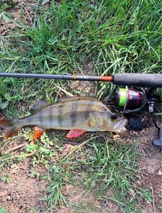 European Perch