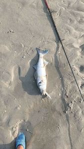 European Bass (Seabass)