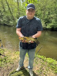 Tench