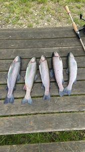 Rainbow Trout