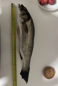 European Bass (Seabass)