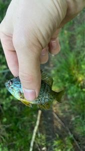 Green Sunfish