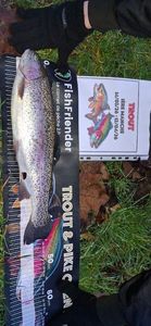 Rainbow Trout