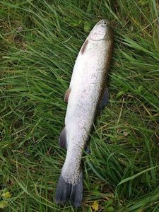 Rainbow Trout