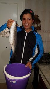 Thicklip Grey Mullet