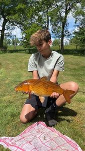 Koï Fish