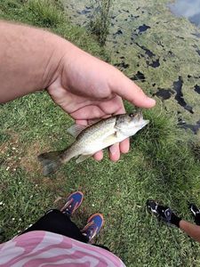 Largemouth Bass