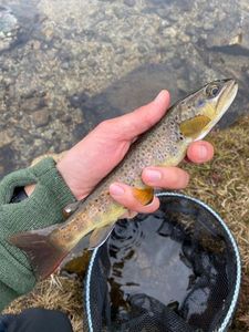 Brown Trout