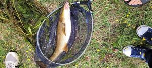 Barbel