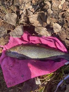 Brown Trout
