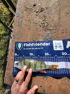 European Perch