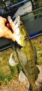 Zander