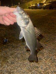 European Bass (Seabass)