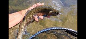 Rainbow Trout