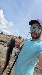 European Bass (Seabass)